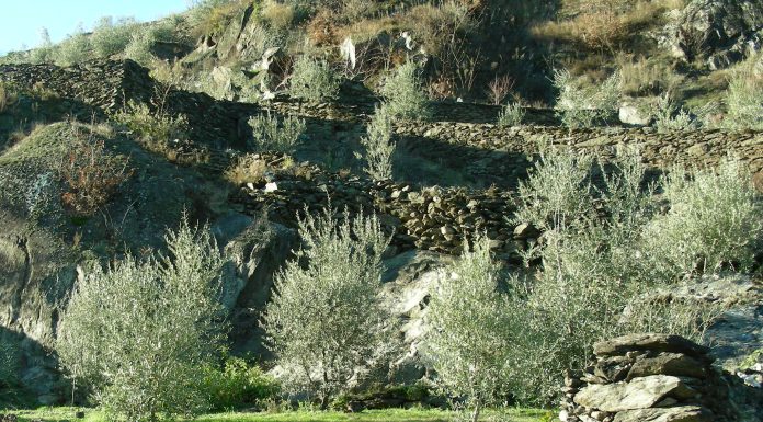 OLInVAL, l’olivicoltura di precisione in montagna: droni e DSS olivicoltura di precisione montagna