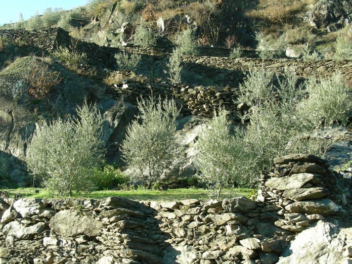 olivicoltura di montagna_DSCN2901 olivicoltura di precisione montagna