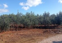 Varietà resistenti come soluzione sostenibile per l’olivicoltura salentina varietà resistenti