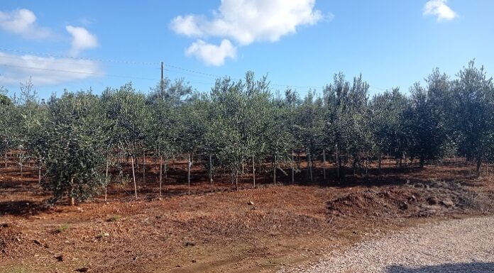 Varietà resistenti come soluzione sostenibile per l’olivicoltura salentina varietà resistenti
