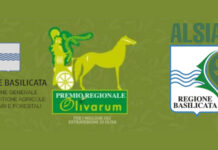 Premio Olivarum 2026, a Metaponto l’eccellenza dell’olio lucano olivarum 2026