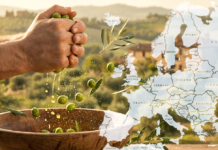 Olio a dazio zero, il conto lo pagano gli olivicoltori olio dazio zero