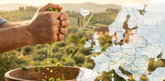 Olio a dazio zero, il conto lo pagano gli olivicoltori olio dazio zero