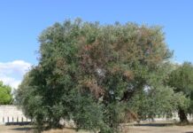 xylella boscia