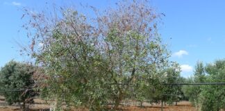 Verticillium dahliae