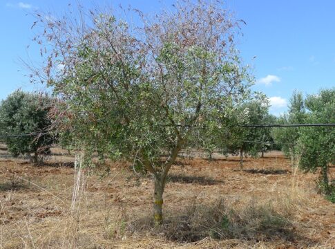 Verticillium dahliae