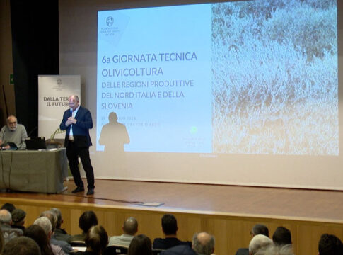 Mosca olearia, il Nord fa rete per batterla mosca olearia