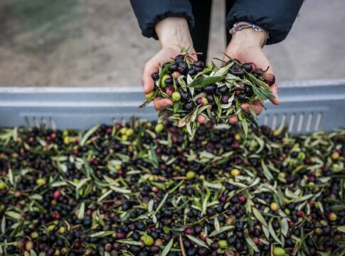 L’olivicoltura italiana cede terreno, ma l’export di olio vola olio