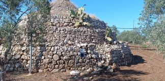 Trapscore, trappola automatica per il monitoraggio della mosca delle olive trapscore