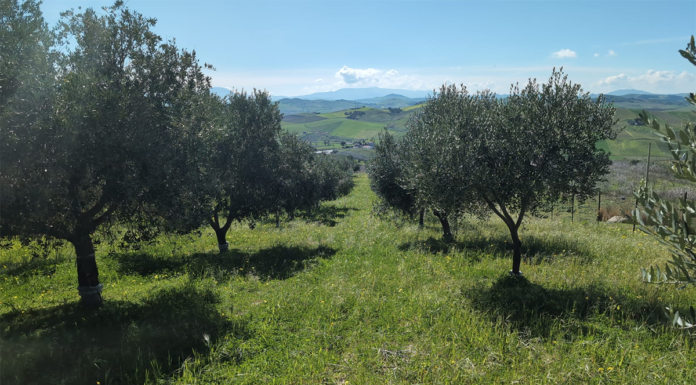 Quando potare l’olivo conta più della cultivar quando potare olivo