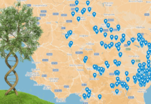 germoplasma olivicolo lucano