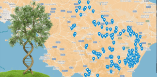 germoplasma olivicolo lucano