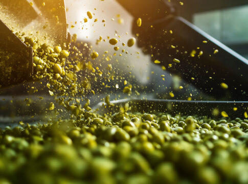 giacenze olio italiano