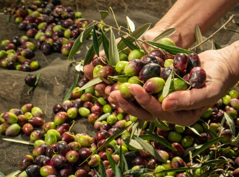 L’Arca dell’olivo arriva al Polo Nord olivo polo nord