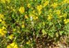 Xylella, proroga dei termini per applicare le misure fitosanitarie obbligatorie xylella proroga