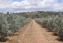 rigenerazione olivicola