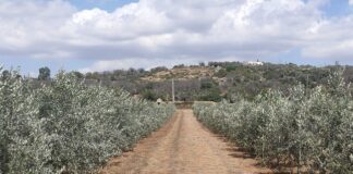 rigenerazione olivicola