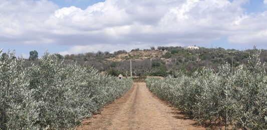 rigenerazione olivicola