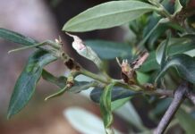 parassiti minori olivo