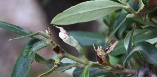 parassiti minori olivo