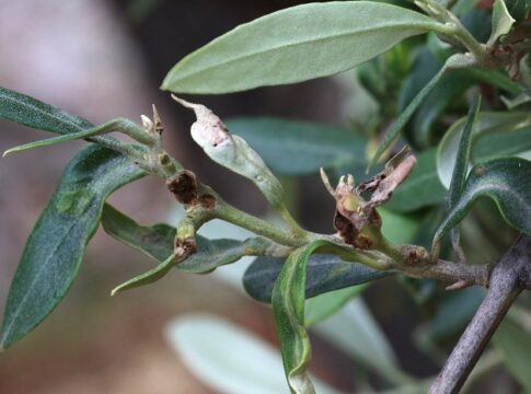 parassiti minori olivo
