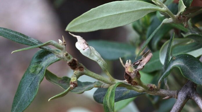 parassiti minori olivo