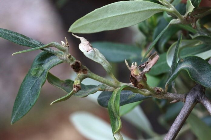 Cecidomia (foto di A. Guario) parassiti minori olivo
