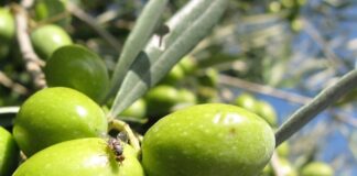 difesa integrata olivo