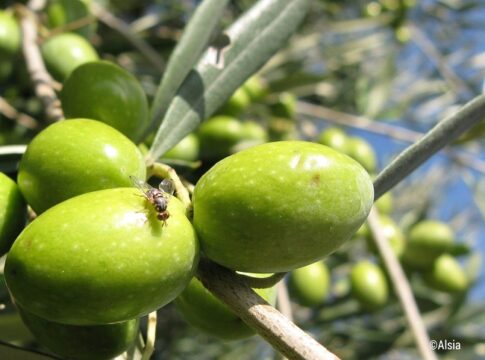 difesa integrata olivo