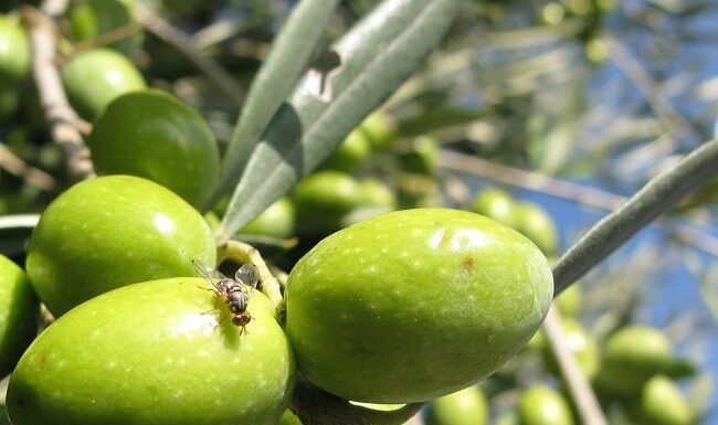 difesa integrata olivo