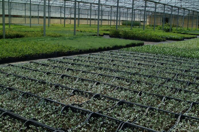 xylella vivai