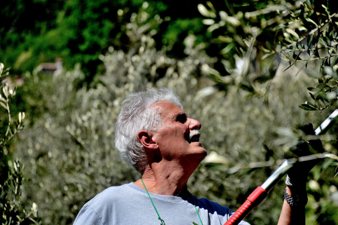 Giorgio Pannelli