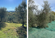 Case history della campagna olio evo 2025 in Valdelsa olio extravergine Valdelsa