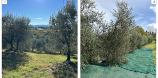 Case history della campagna olio evo 2025 in Valdelsa olio extravergine Valdelsa