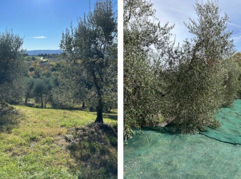 olio extravergine Valdelsa