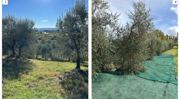 olio extravergine Valdelsa