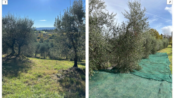 olio extravergine Valdelsa