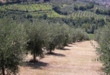 pratiche agronomiche oliveto