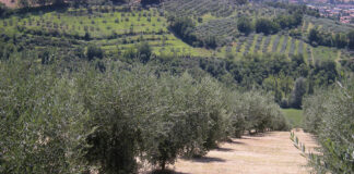 pratiche agronomiche oliveto