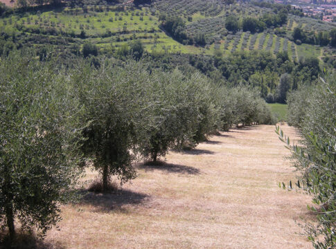 pratiche agronomiche oliveto
