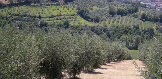 pratiche agronomiche oliveto