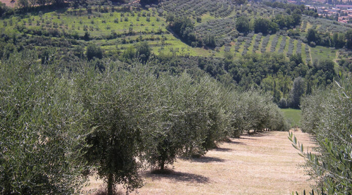 Oliveti low carbon, pratiche agronomiche pratiche agronomiche oliveto