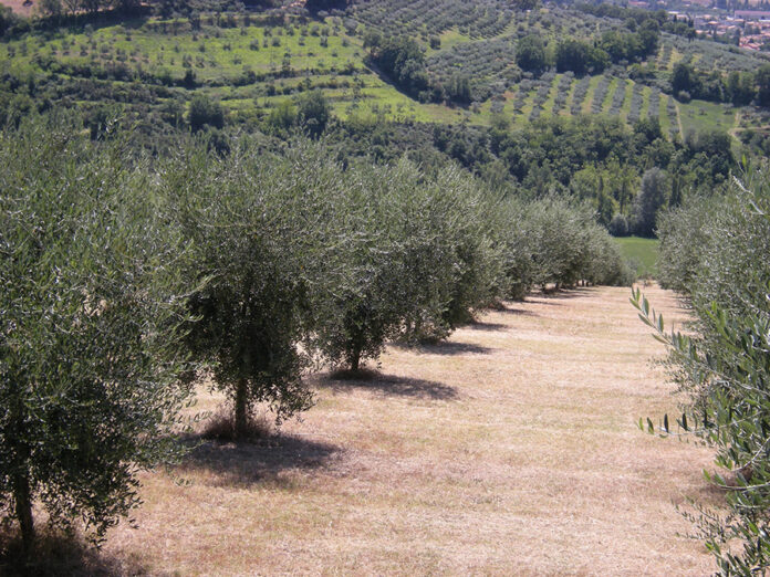 inerbimento in oliveto pratiche agronomiche pratiche agronomiche oliveto