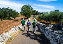 Turismo dell’olio, l’Italia accelera oleoturismo italia