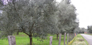 olivi distanza da strada