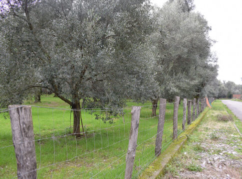 olivi distanza da strada