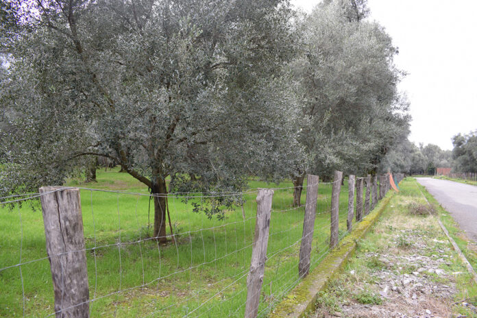 olivi distanza da strada