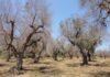 In Puglia la 5ª Conferenza europea Efsa su Xylella fastidiosa conferenza europea efsa