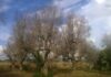 xylella commissario