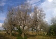 xylella commissario